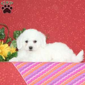 Apple, Bichon Frise Puppy
